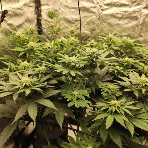 Master Kush growlog timeline photo