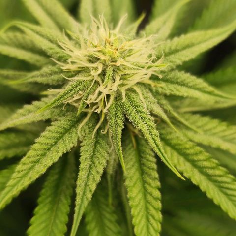 Master Kush growlog timeline photo