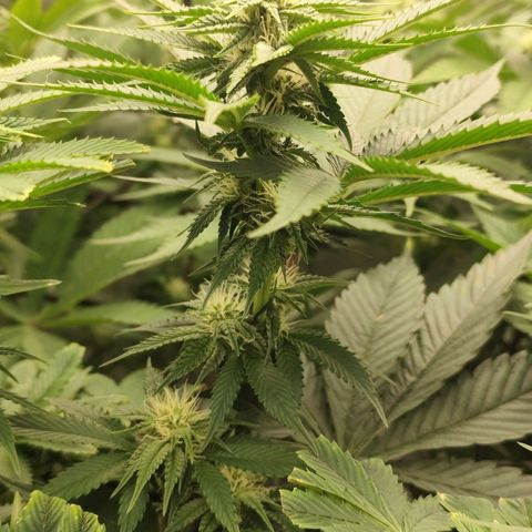 Master Kush growlog timeline photo