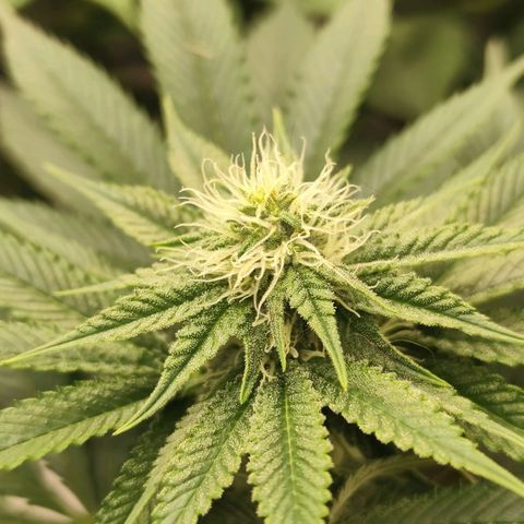 Master Kush growlog timeline photo