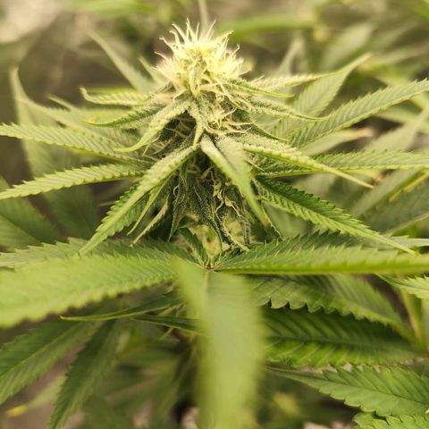Master Kush growlog timeline photo