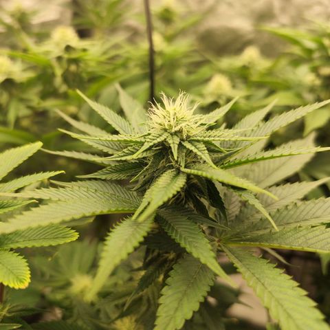 Master Kush growlog timeline photo
