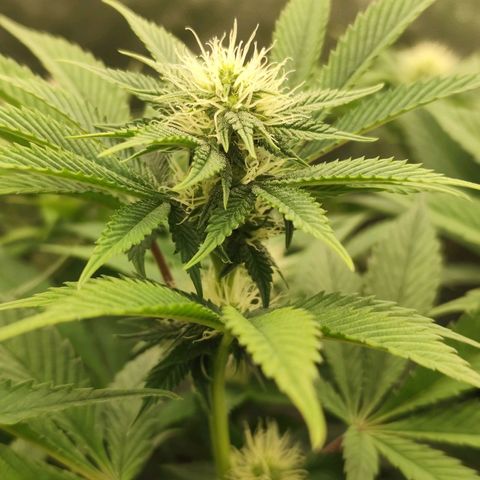 Master Kush growlog timeline photo
