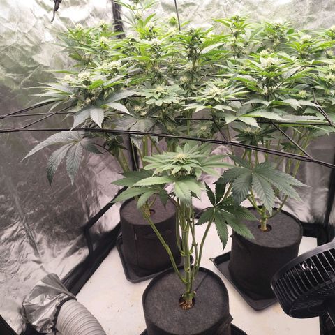 Master Kush growlog timeline photo
