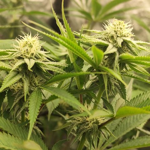 Master Kush growlog timeline photo