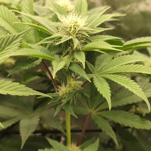 Master Kush growlog timeline photo