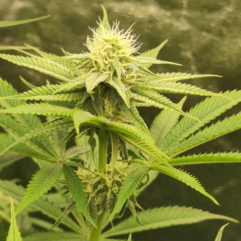 Master Kush growlog timeline photo