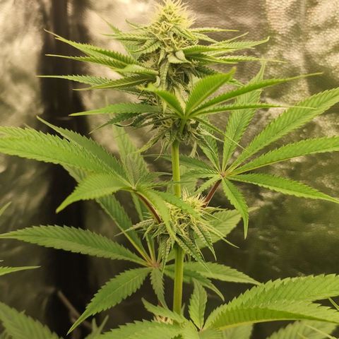 Master Kush growlog timeline photo