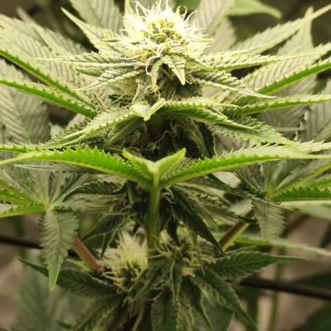 Master Kush growlog timeline photo