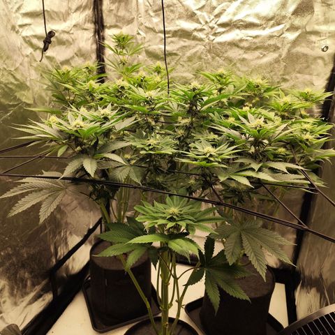 Master Kush growlog timeline photo