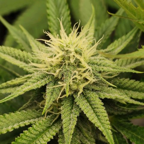 Master Kush growlog timeline photo