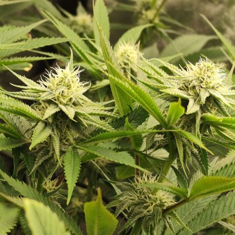 Master Kush growlog timeline photo