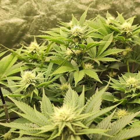 Master Kush growlog timeline photo
