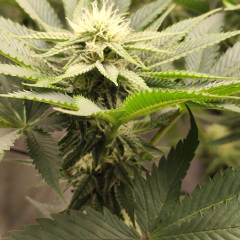 Master Kush growlog timeline photo