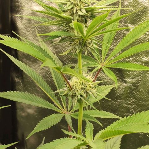 Master Kush growlog timeline photo