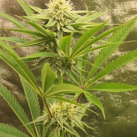 Master Kush growlog timeline photo