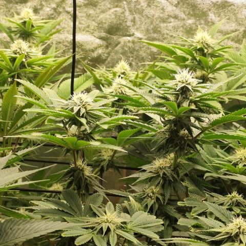 Master Kush growlog timeline photo