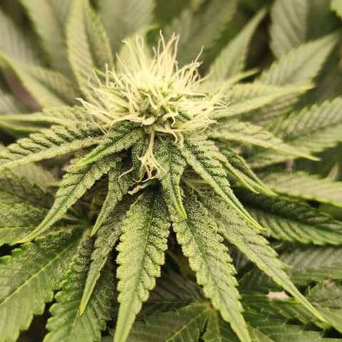 Master Kush growlog timeline photo