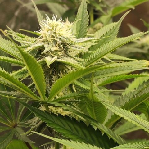 Master Kush growlog timeline photo