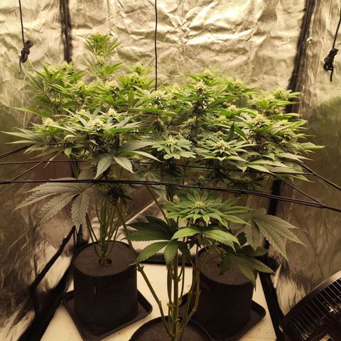 Master Kush growlog timeline photo