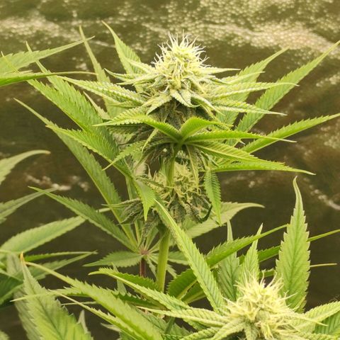Master Kush growlog timeline photo