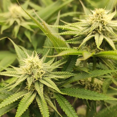 Master Kush growlog timeline photo