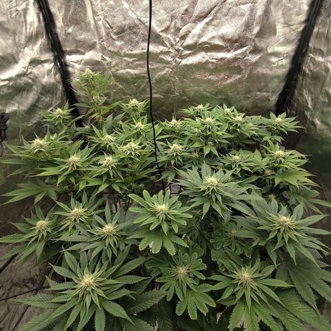 Master Kush growlog timeline photo