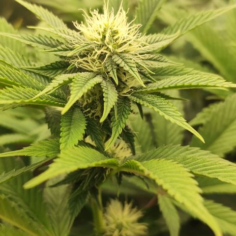 Master Kush growlog timeline photo