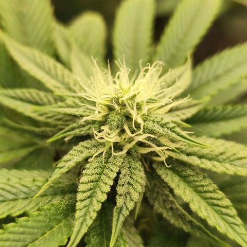 Master Kush growlog timeline photo