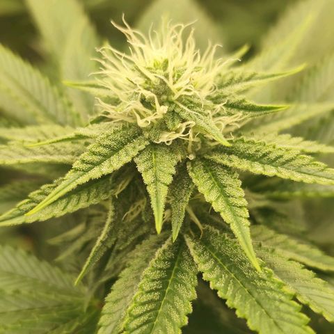 Master Kush growlog timeline photo