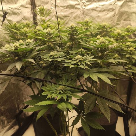 Master Kush growlog timeline photo
