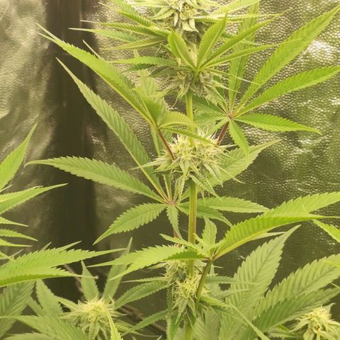 Master Kush growlog timeline photo
