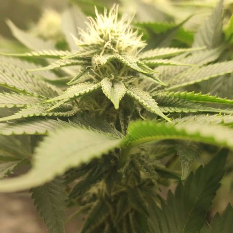 Master Kush growlog timeline photo