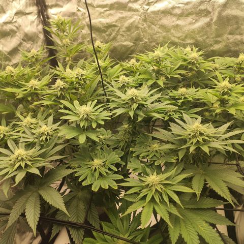 Master Kush growlog timeline photo