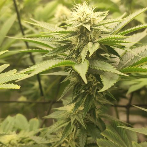 Master Kush growlog timeline photo