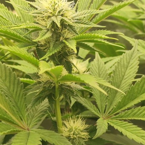 Master Kush growlog timeline photo