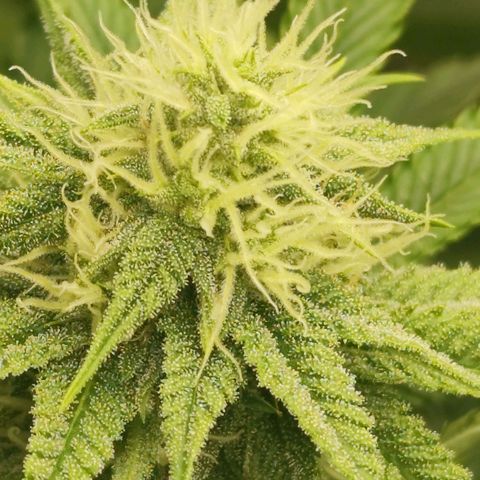 Master Kush growlog timeline photo