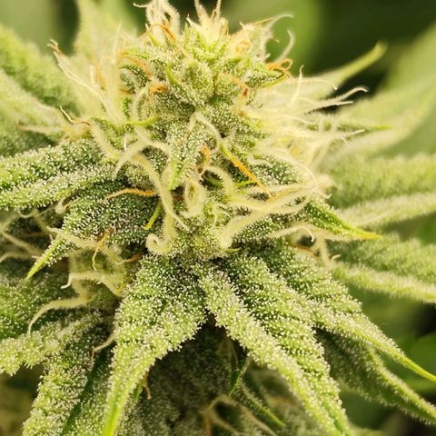 Master Kush growlog timeline photo