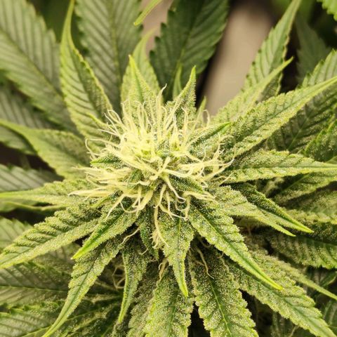 Master Kush growlog timeline photo