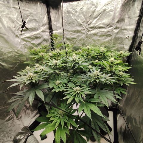 Master Kush growlog timeline photo