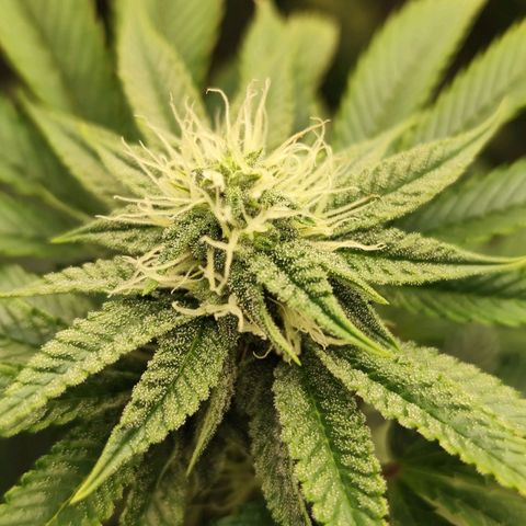 Master Kush growlog timeline photo