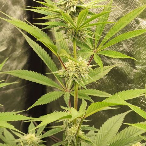 Master Kush growlog timeline photo