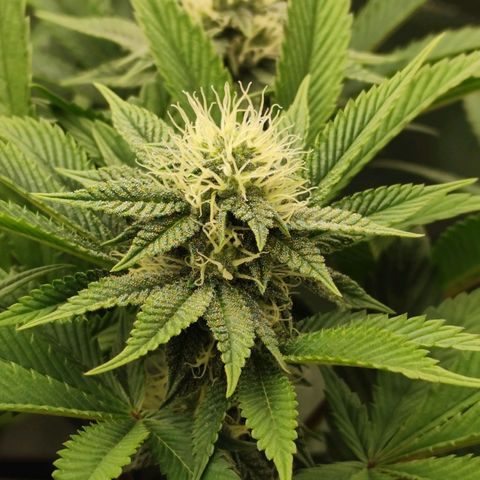 Master Kush growlog timeline photo