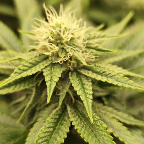 Master Kush growlog timeline photo