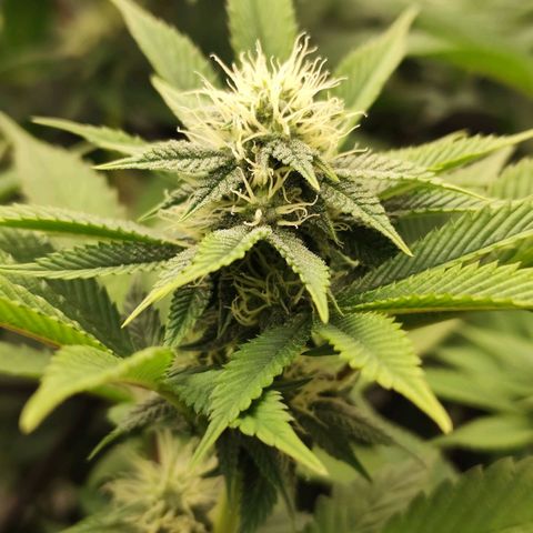 Master Kush growlog timeline photo