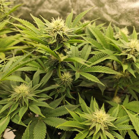 Master Kush growlog timeline photo