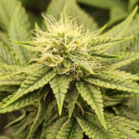 Master Kush growlog timeline photo