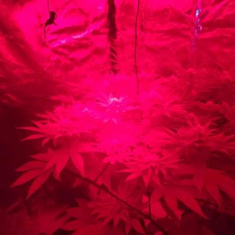 Master Kush growlog photo: Mars Add Lite IR Sonnenuntergang für 15 Minuten