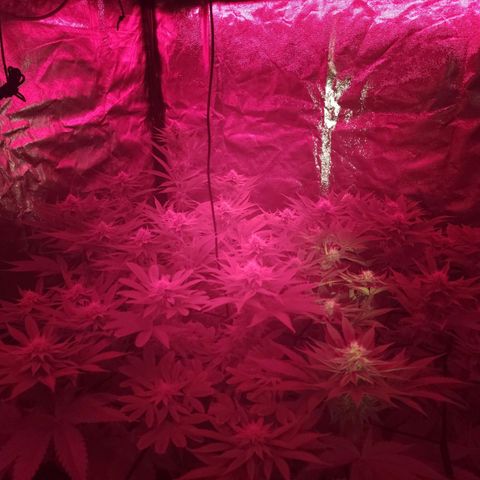 Master Kush growlog photo: Mars Add Lite IR Sonnenuntergang für 15 Minuten