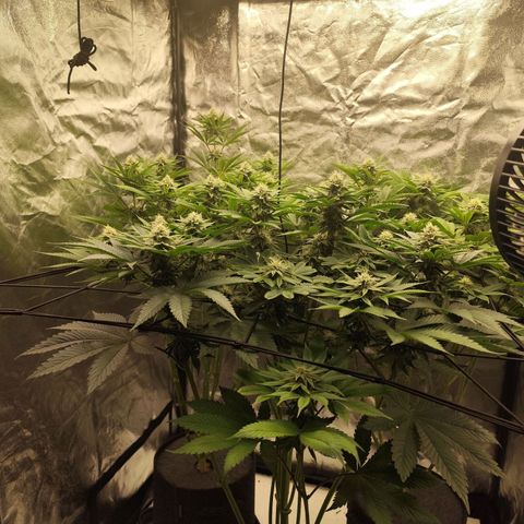 Master Kush growlog timeline photo